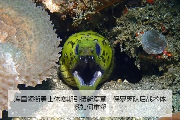 库里领衔勇士休赛期引援新篇章，保罗离队后战术体系如何重塑