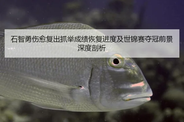 石智勇伤愈复出抓举成绩恢复进度及世锦赛夺冠前景深度剖析